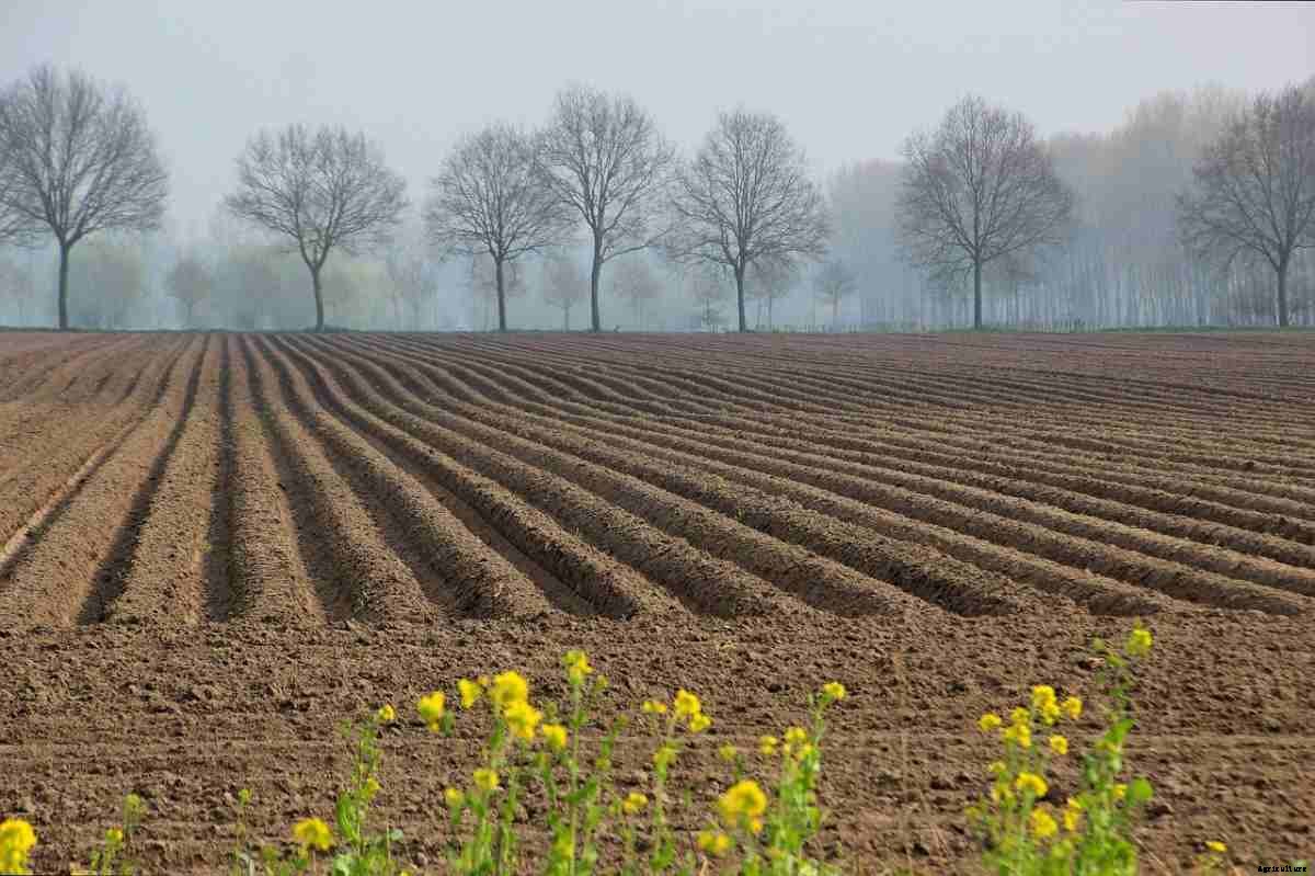 How To Buy Agricultural Land In Rajasthan