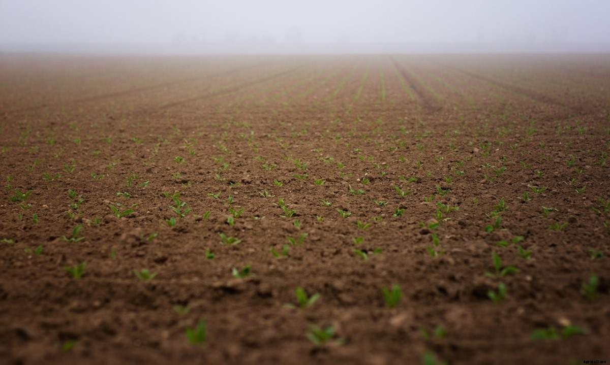 How To Buy Agricultural Land In Haryana