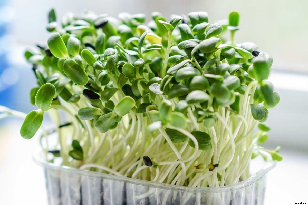 How To Grow Sprouts At Home, A Beginners Guide