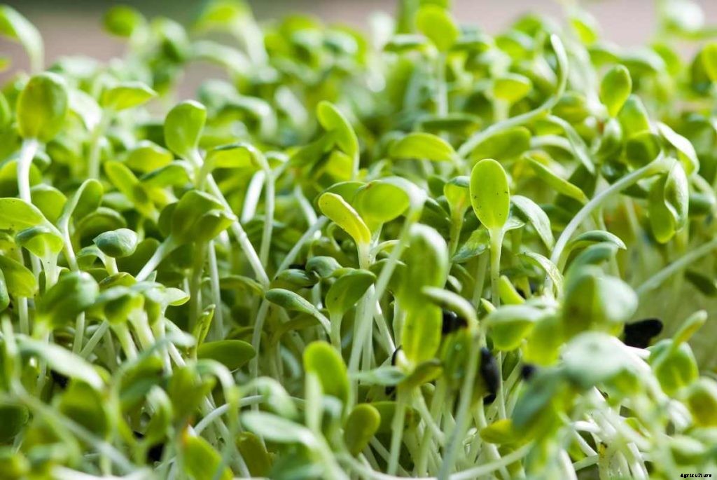 How To Grow Sprouts At Home, A Beginners Guide