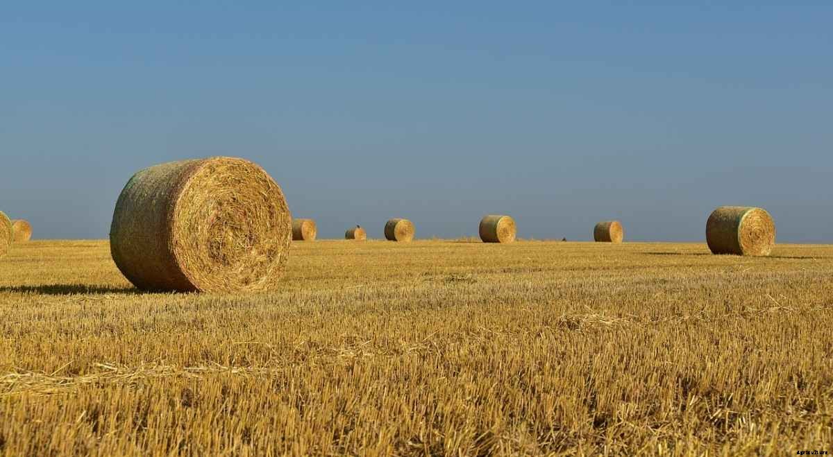 How To Buy Agricultural Land In Gujarat