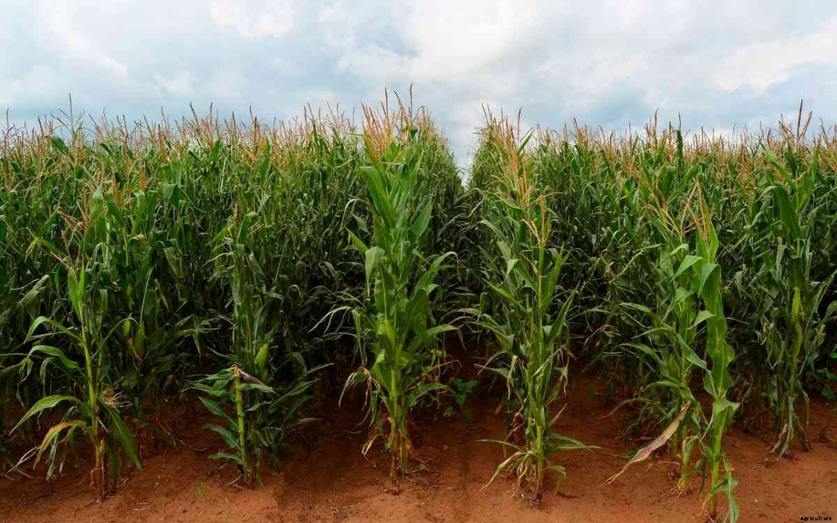 How To Buy Agricultural Land In Gujarat