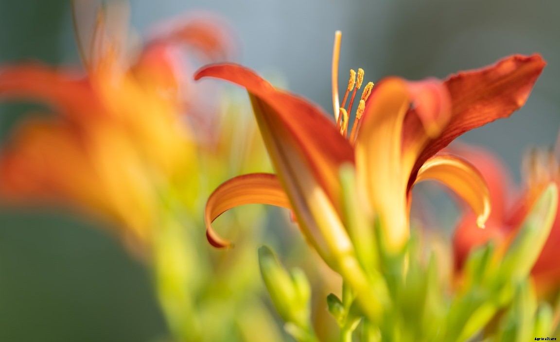 Growing Daylilies In Pots, Care, Planting Guide