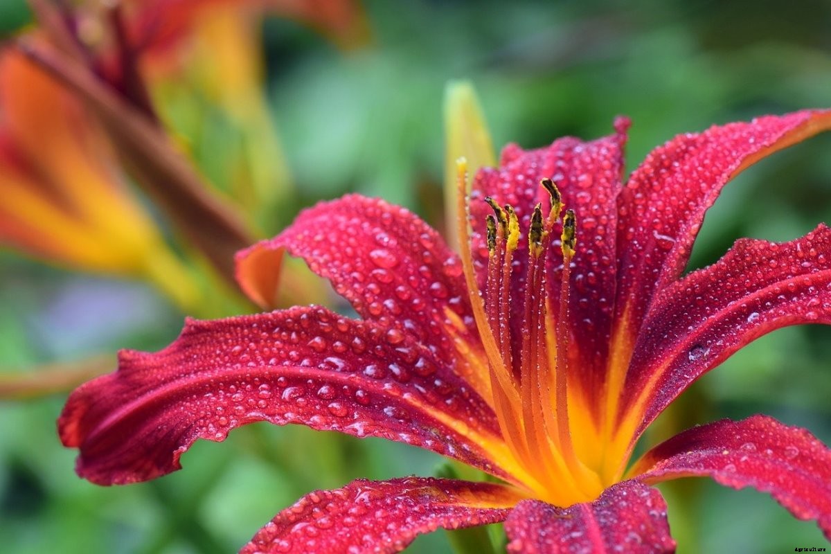 Growing Daylilies In Pots, Care, Planting Guide