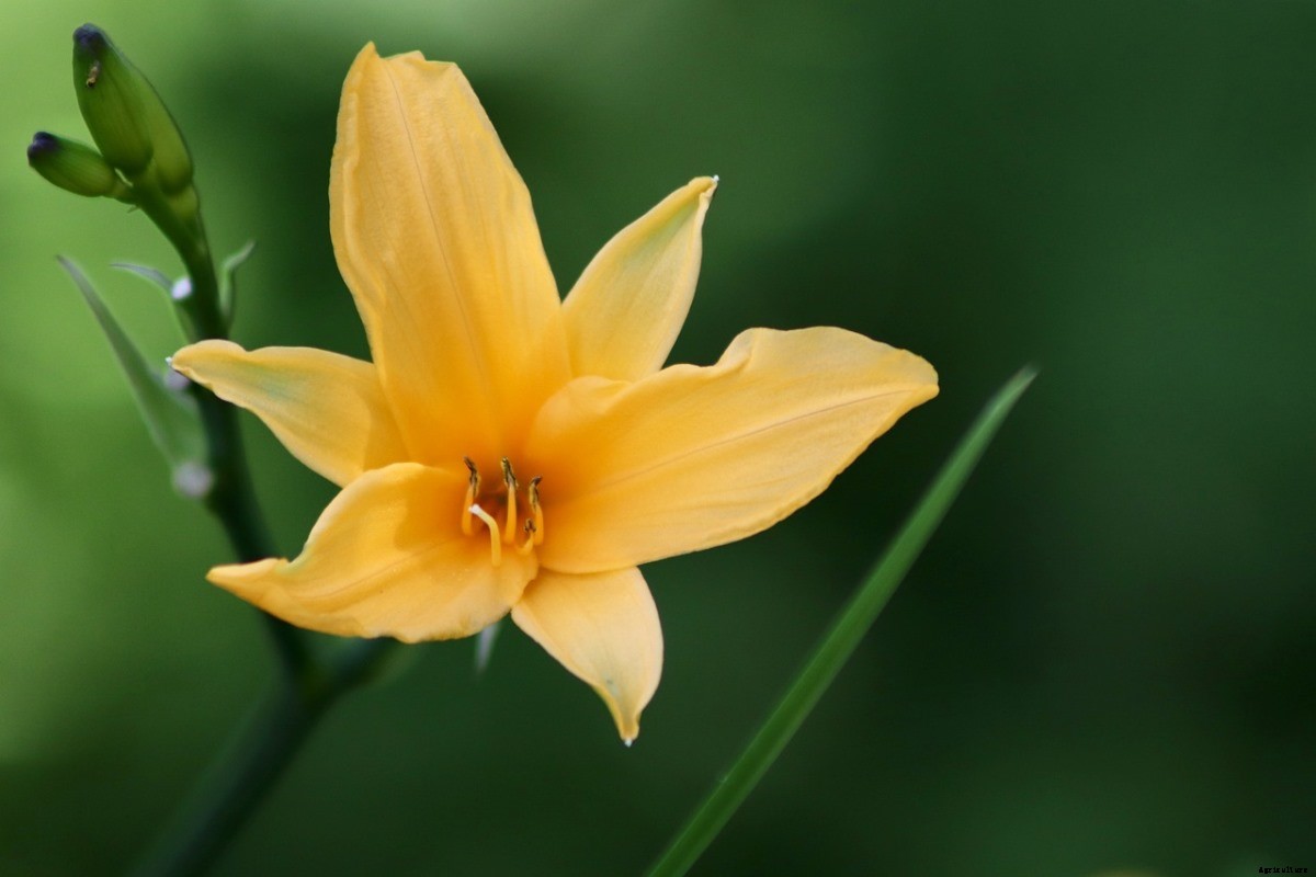 Growing Daylilies In Pots, Care, Planting Guide