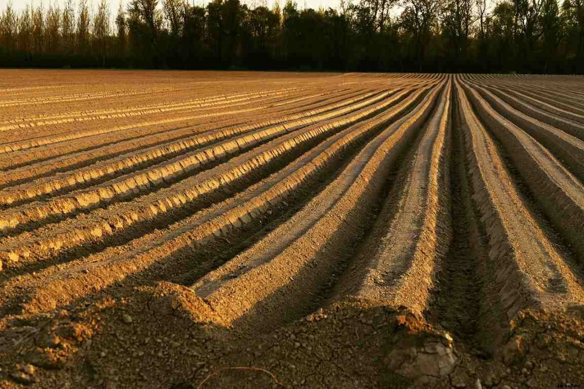 Soil Preparation In Agriculture, Methods, And Tips