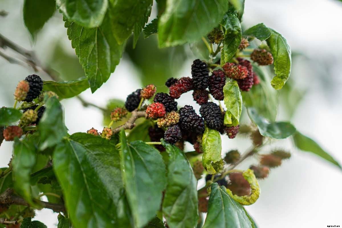 Mulberry Gardening, How to Start, Tips, Techniques