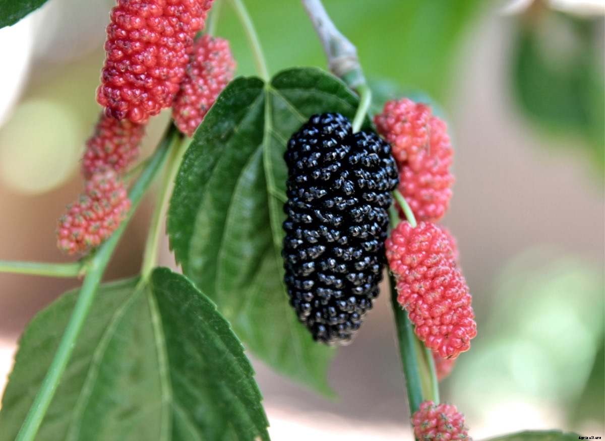 Mulberry Gardening, How to Start, Tips, Techniques