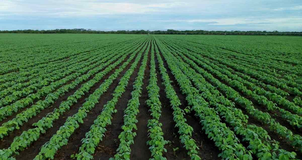 Organic Farming In Rajasthan, How To Start