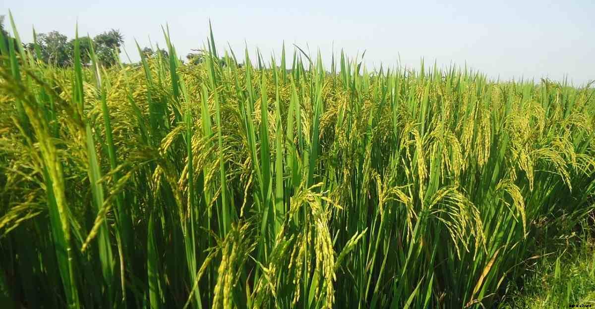 Organic Farming In Tamil Nadu, How To Start