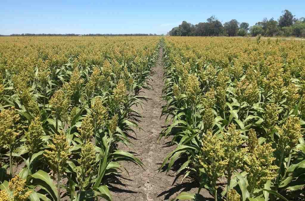 Organic Farming In Maharashtra, How To Start