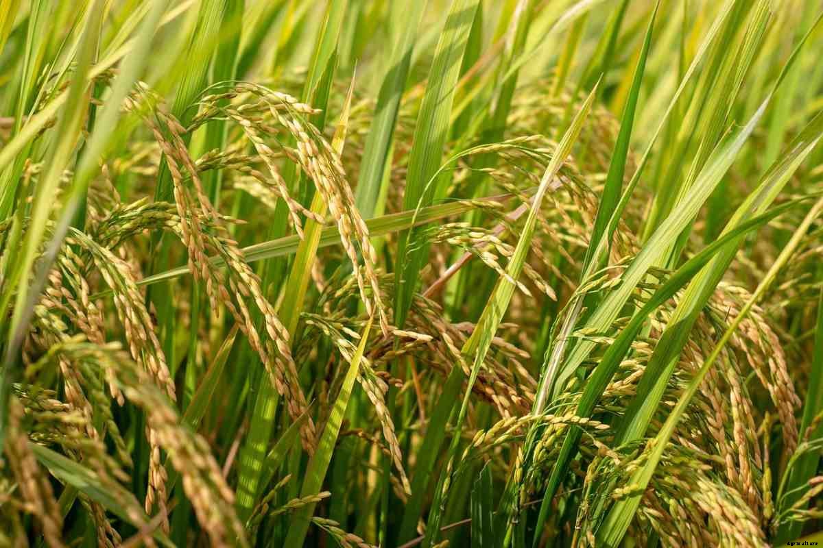 Organic Farming In Telangana, How To Start, Tips