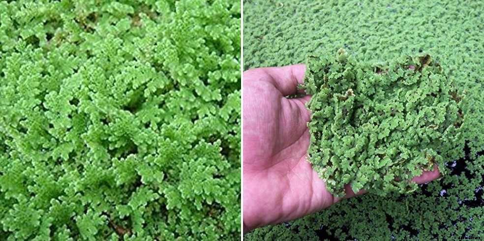 Biofertilizers In Agriculture, Types, Advantages