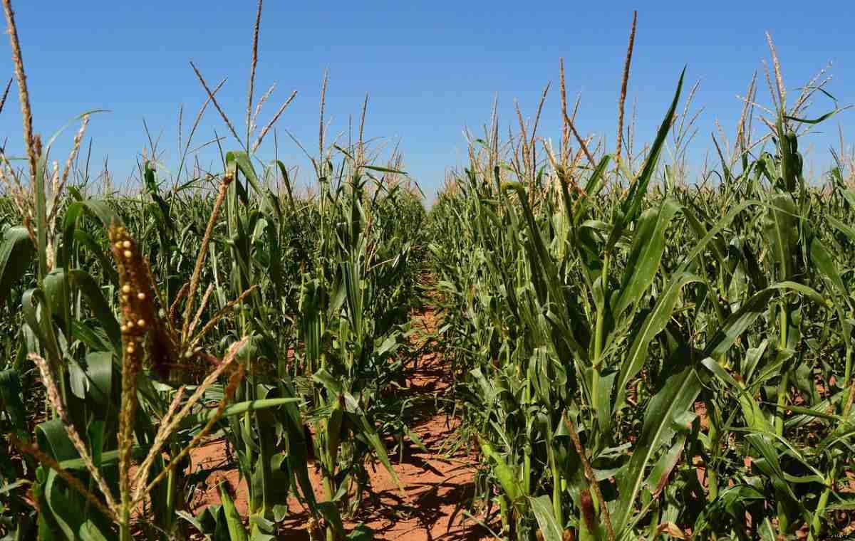 Agriculture In Nepal, Horticulture, and Livestok