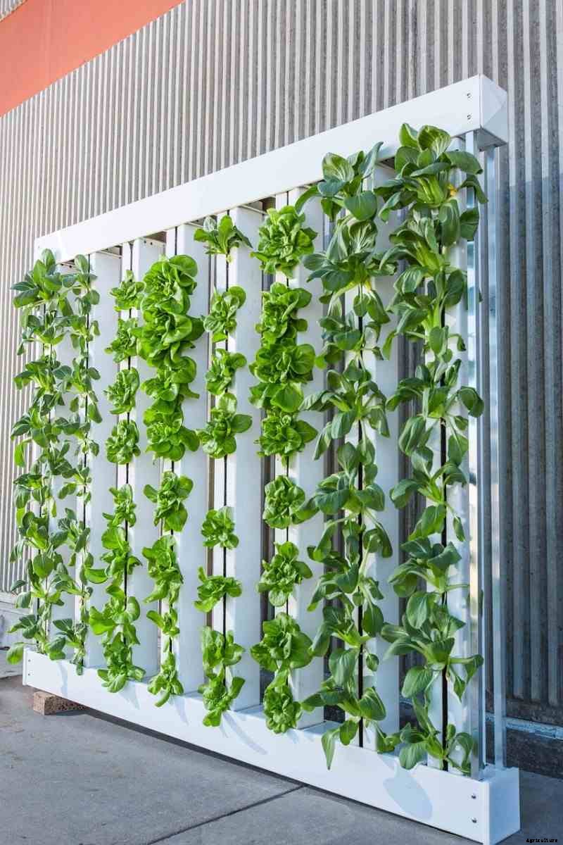 Vertical Farming In India, How To Start, Crops
