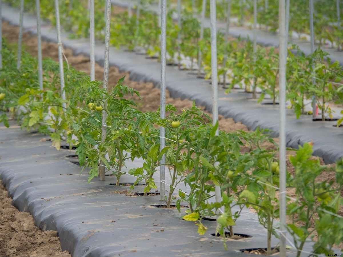 How To Start Farming In Kenya, Profitable Crops