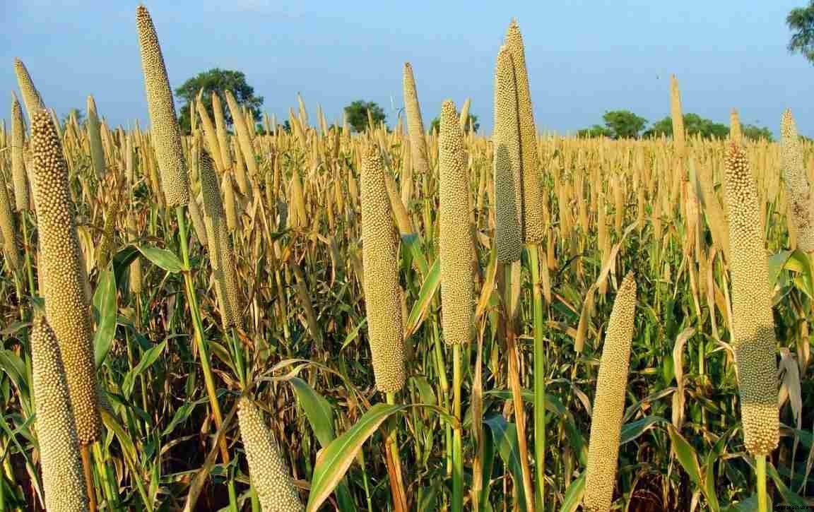 Types of Millets In India, Cultivation FAQs