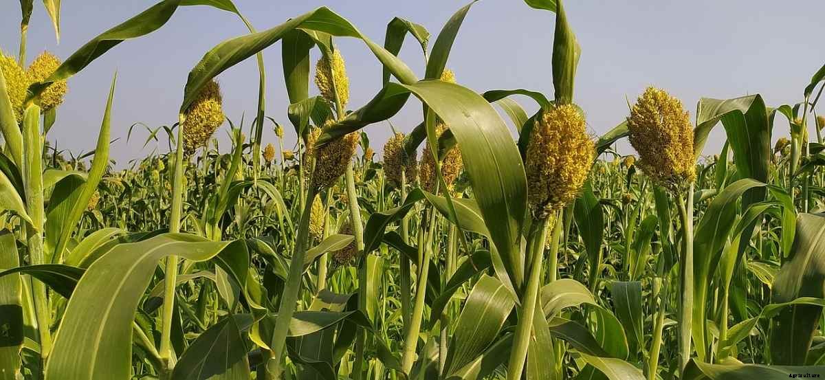 Types of Millets In India, Cultivation FAQs