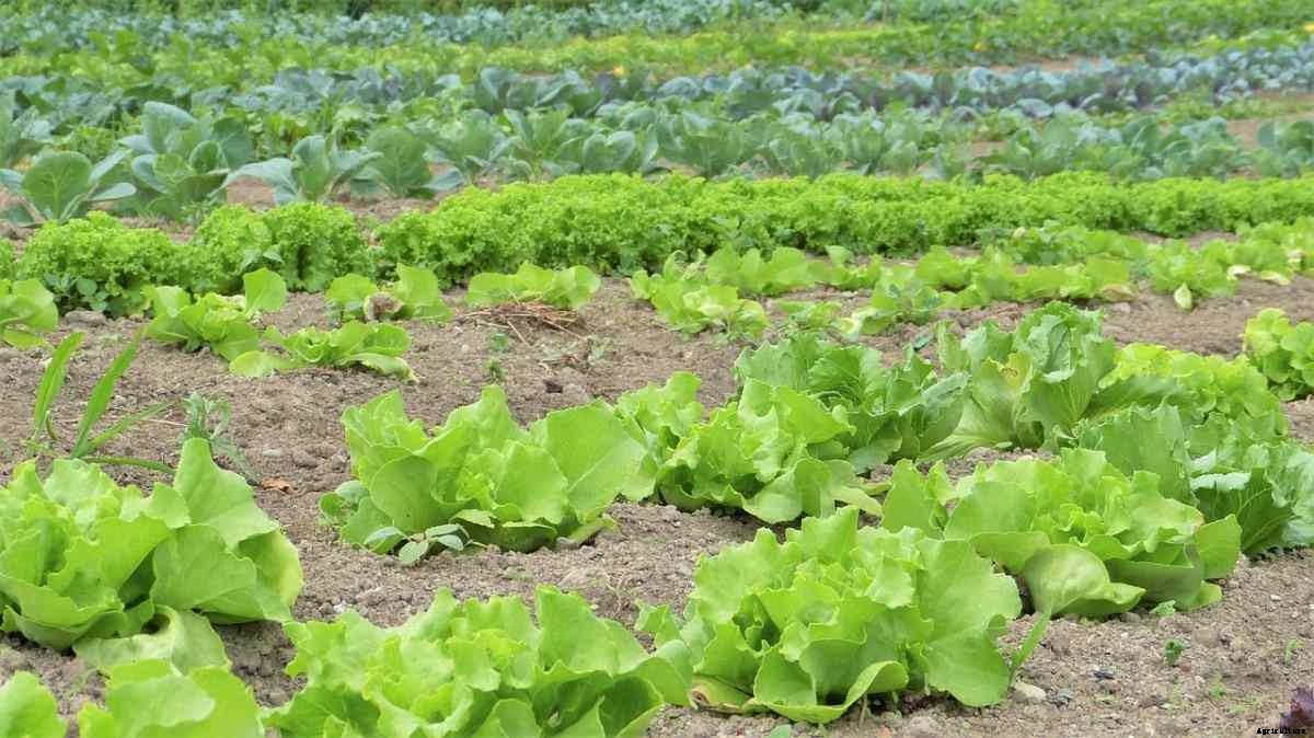 How To Start Organic Farming In India – Schemes