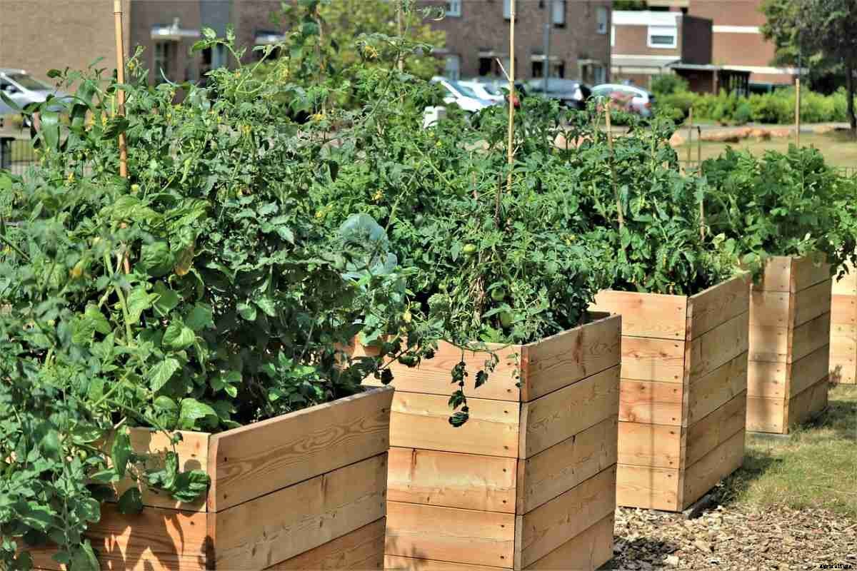 Raised Bed Vegetable Gardening For Beginners