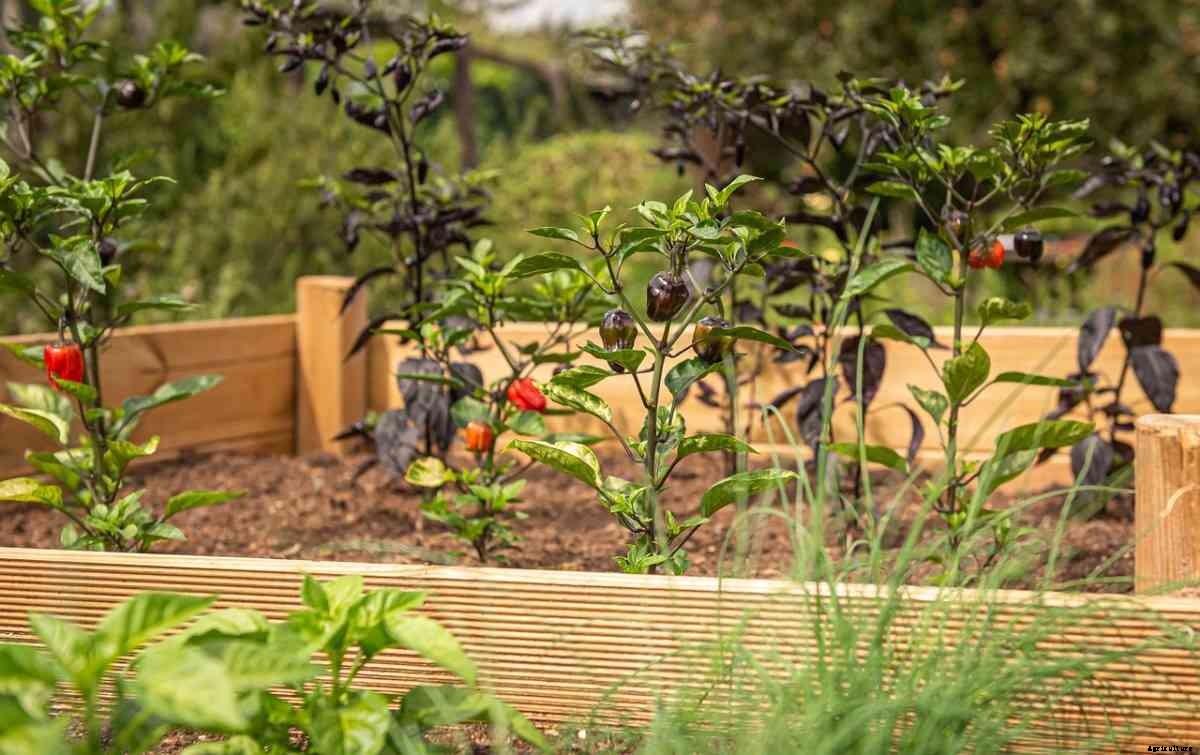 Raised Bed Vegetable Gardening For Beginners