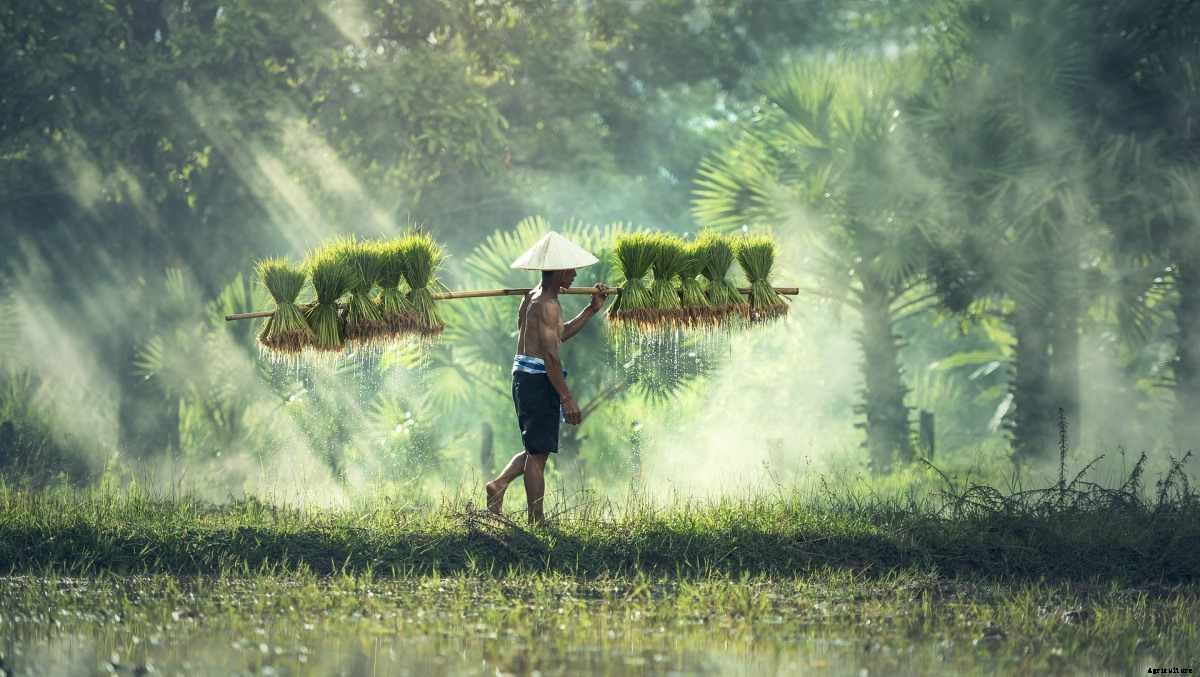 Keys To Successful Farming – Ideas and Tips