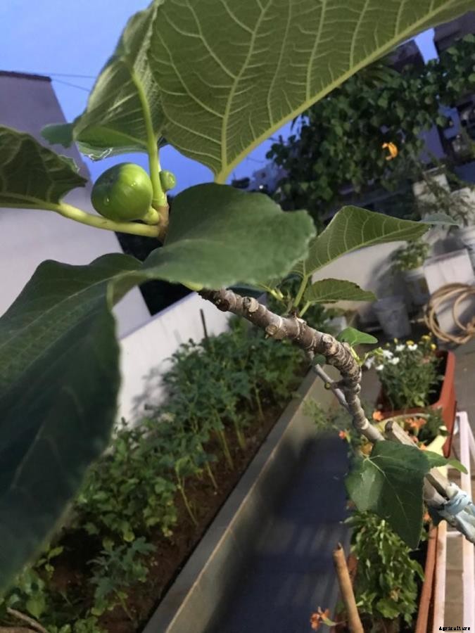 Terrace Garden Questions and Answers