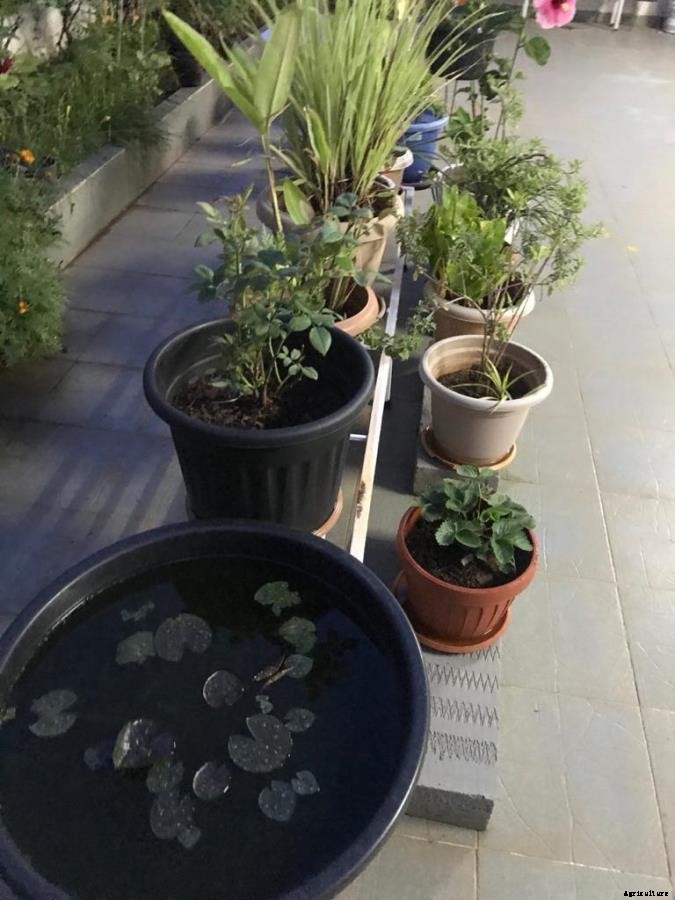 Terrace Garden Questions and Answers