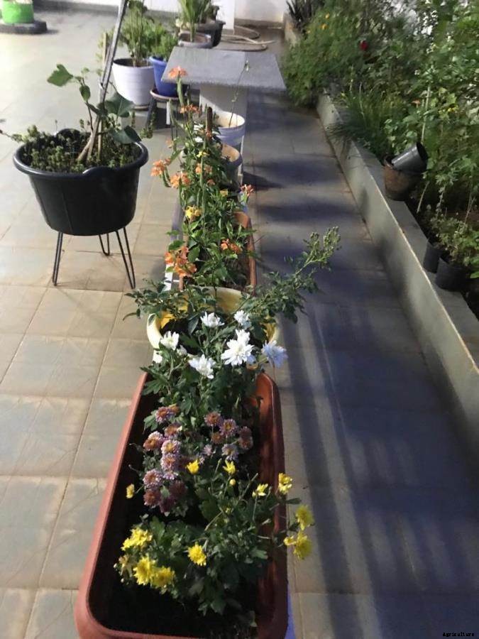 Terrace Garden Questions and Answers