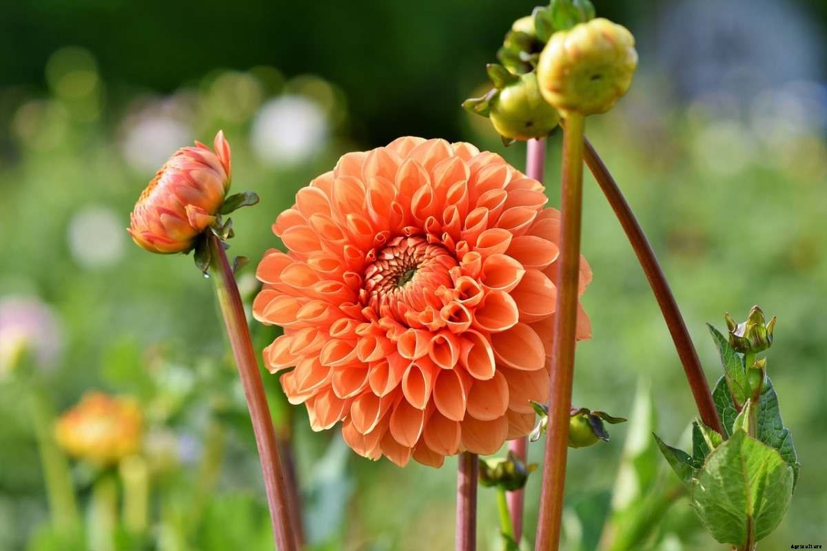 Flower Gardening For Beginners – Tips, and Ideas