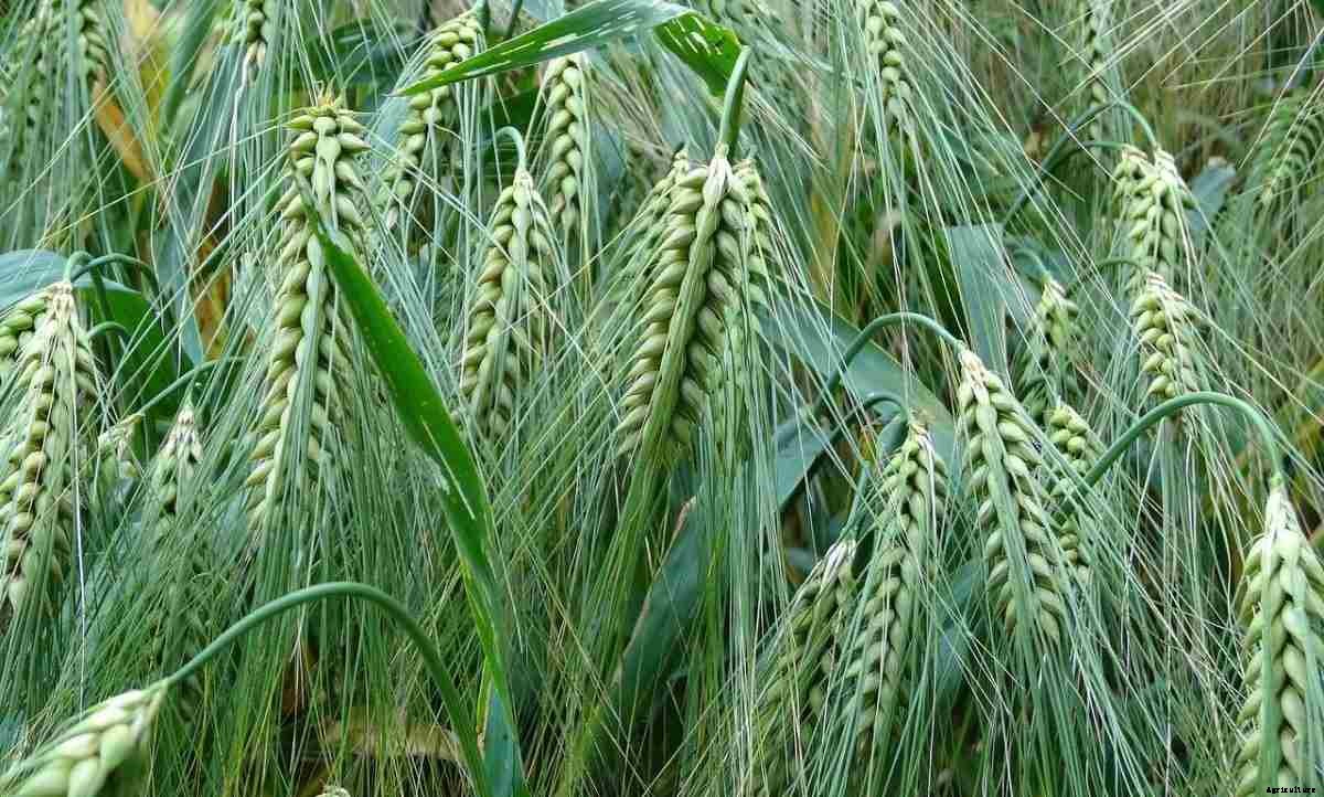 Farming In The USA – Questions, and Answers (FAQs)