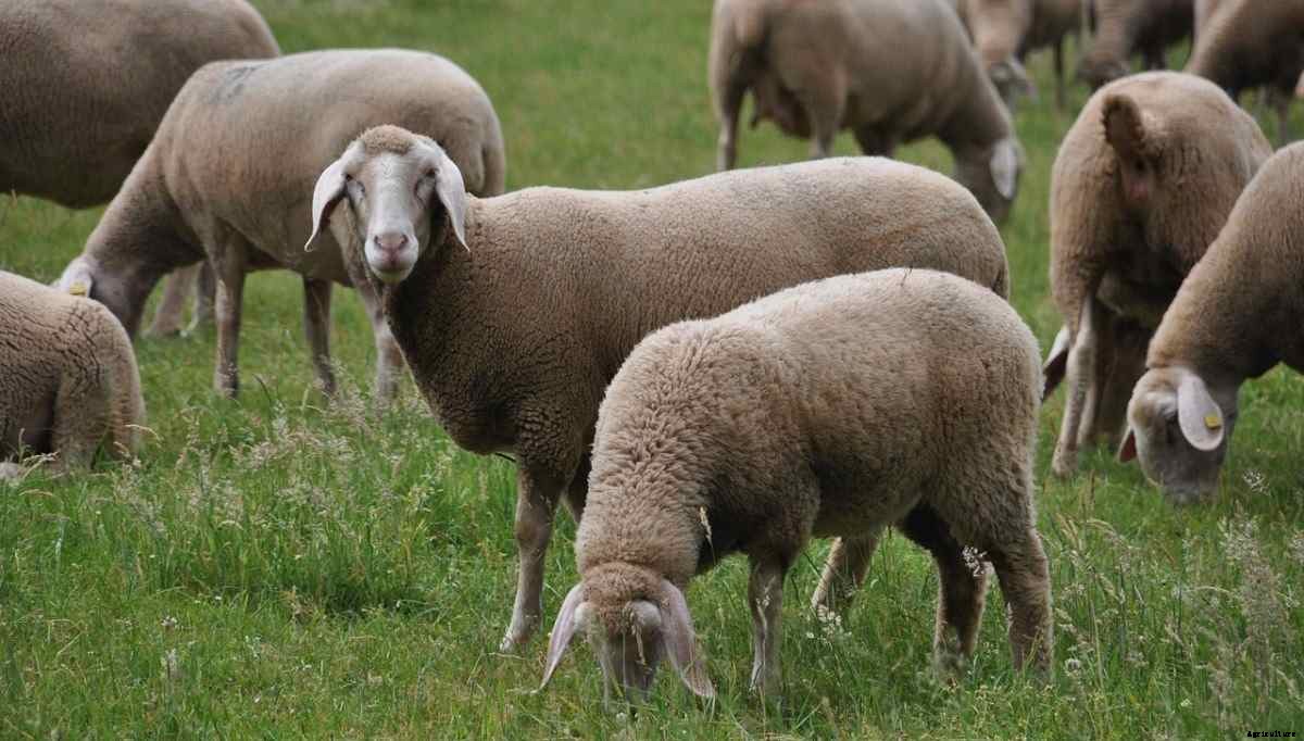 Farming In New Zealand – Questions and Answers