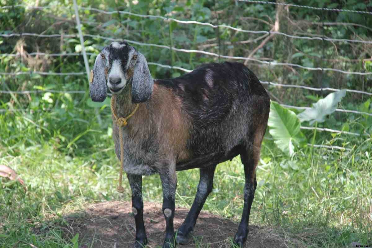 Goat Farming In The USA – How To Start