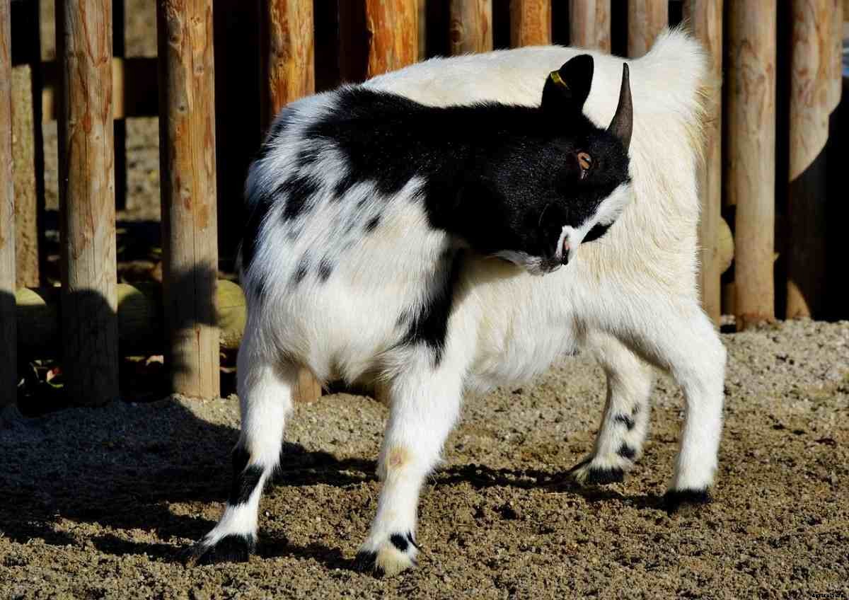 Goat Farming In The USA – How To Start