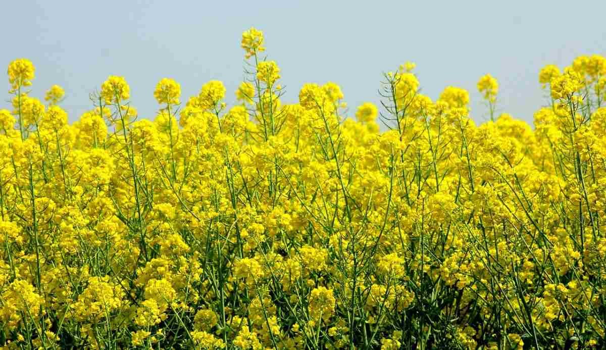 Farming In Canada – How To Start, FAQs