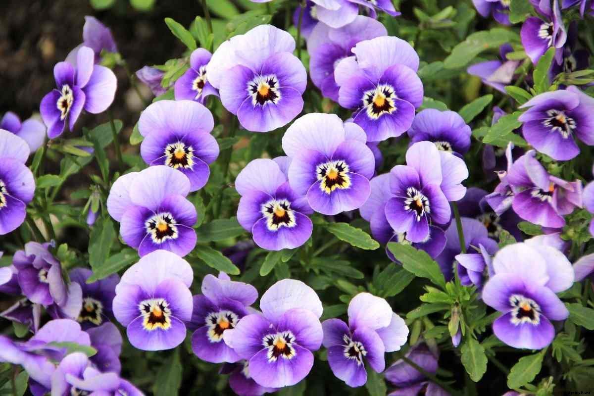 Growing Pansy Flowers – A Full Planting Guide