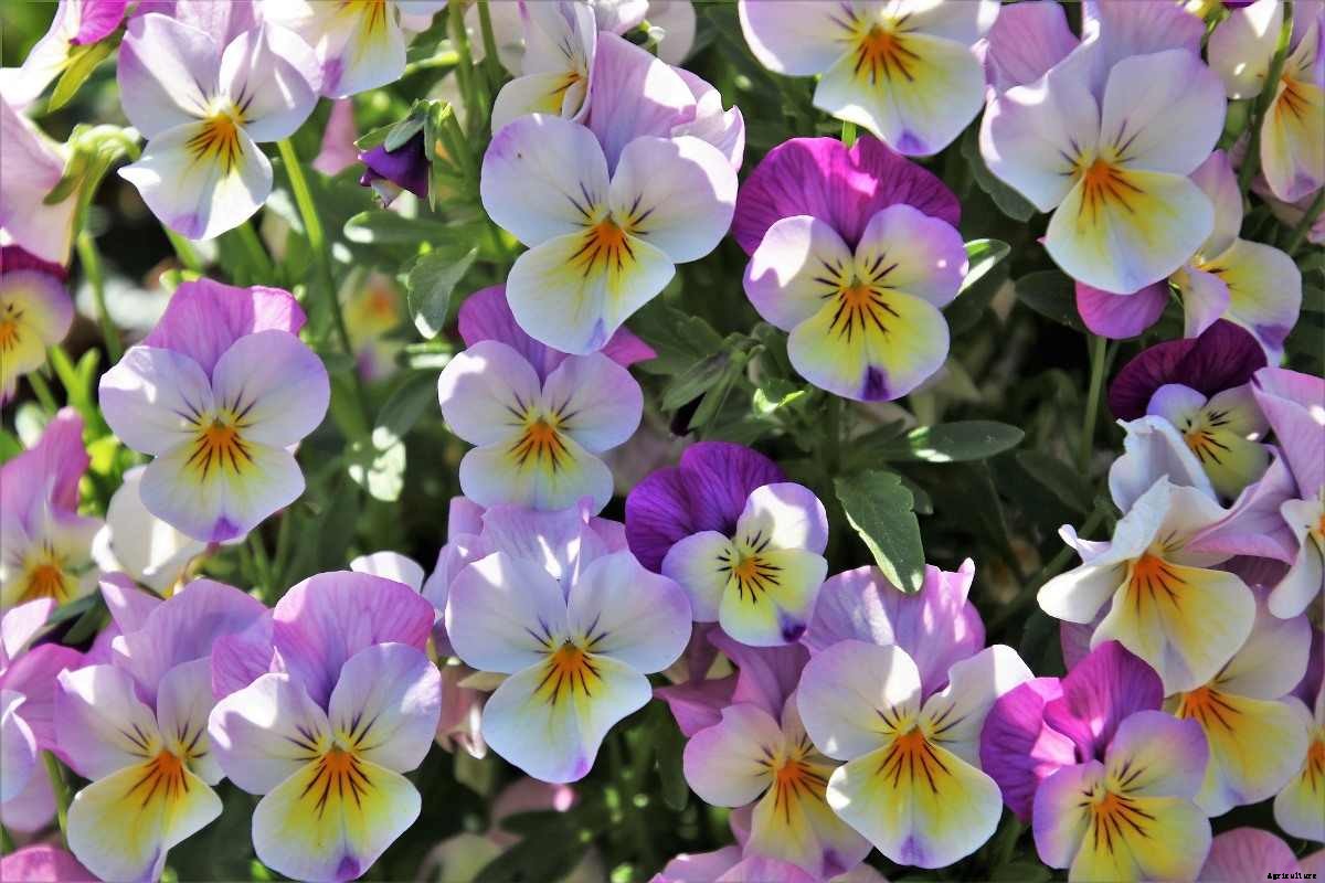 Growing Pansy Flowers – A Full Planting Guide