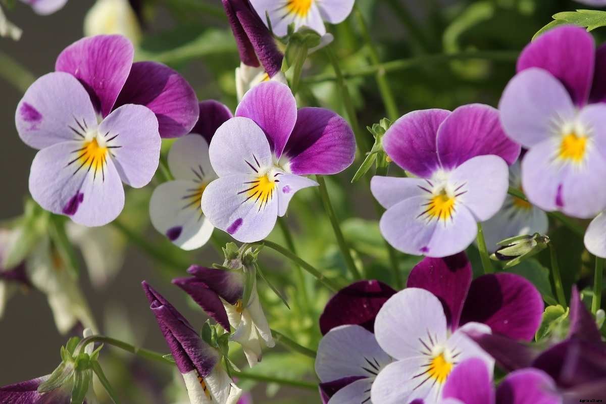 Growing Pansy Flowers – A Full Planting Guide