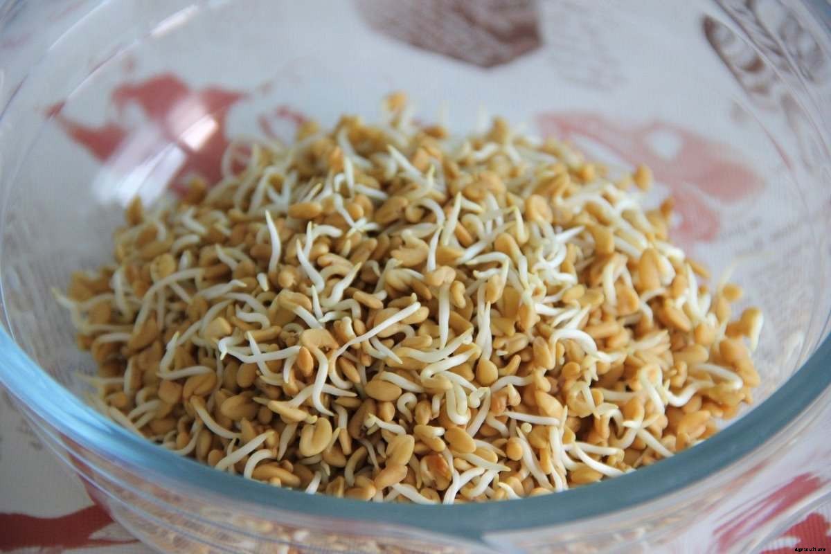 Growing Organic Fenugreek for Seed – Planting Tips