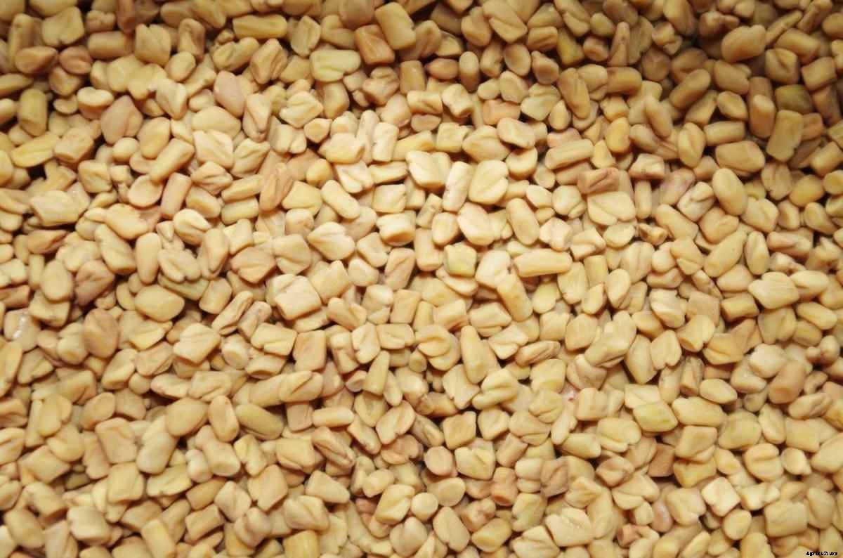 Growing Organic Fenugreek for Seed – Planting Tips