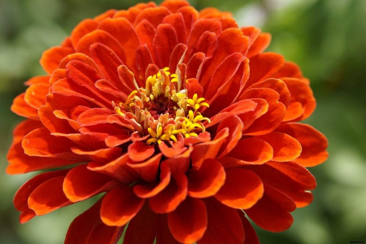 Growing Zinnia Flowers From Seeds, Planting Guide