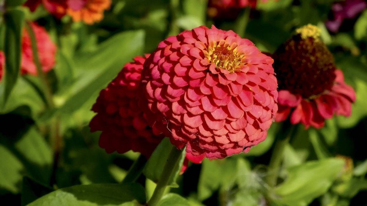 Growing Zinnia Flowers From Seeds, Planting Guide
