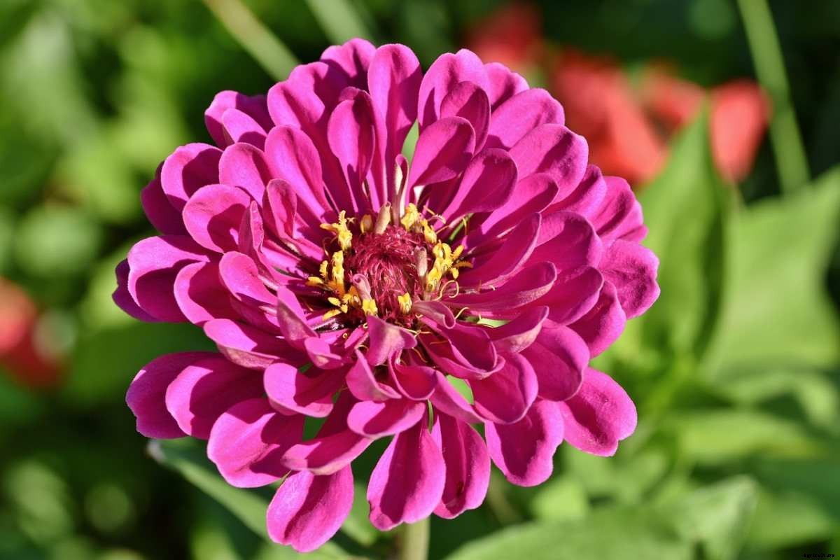 Growing Zinnia Flowers From Seeds, Planting Guide
