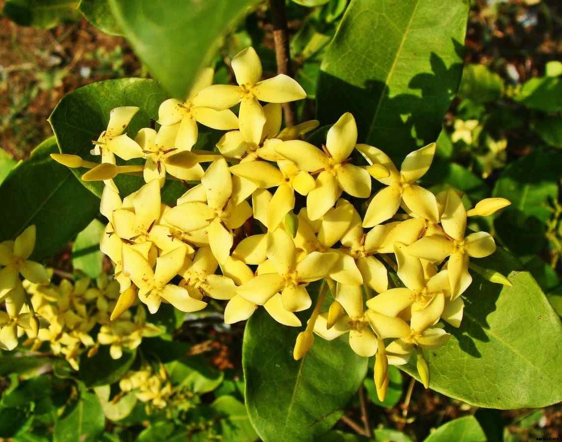 Growing Ixora – A Full Planting Guide