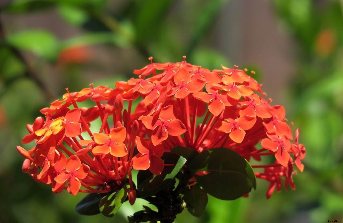 Growing Ixora – A Full Planting Guide