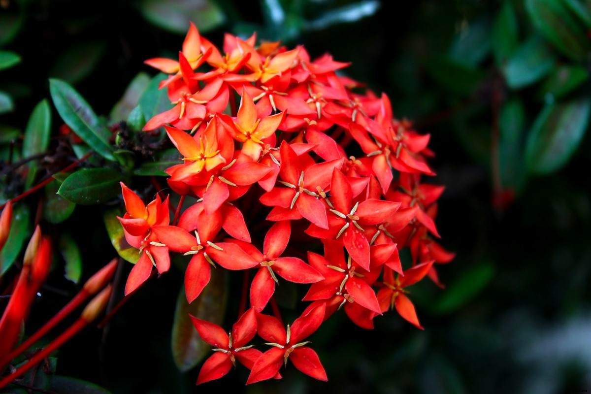 Growing Ixora – A Full Planting Guide