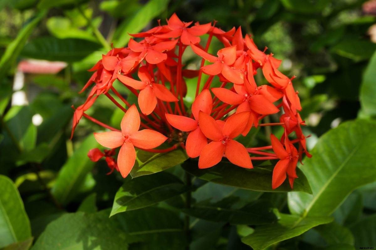 Annual Flowering Plants In India