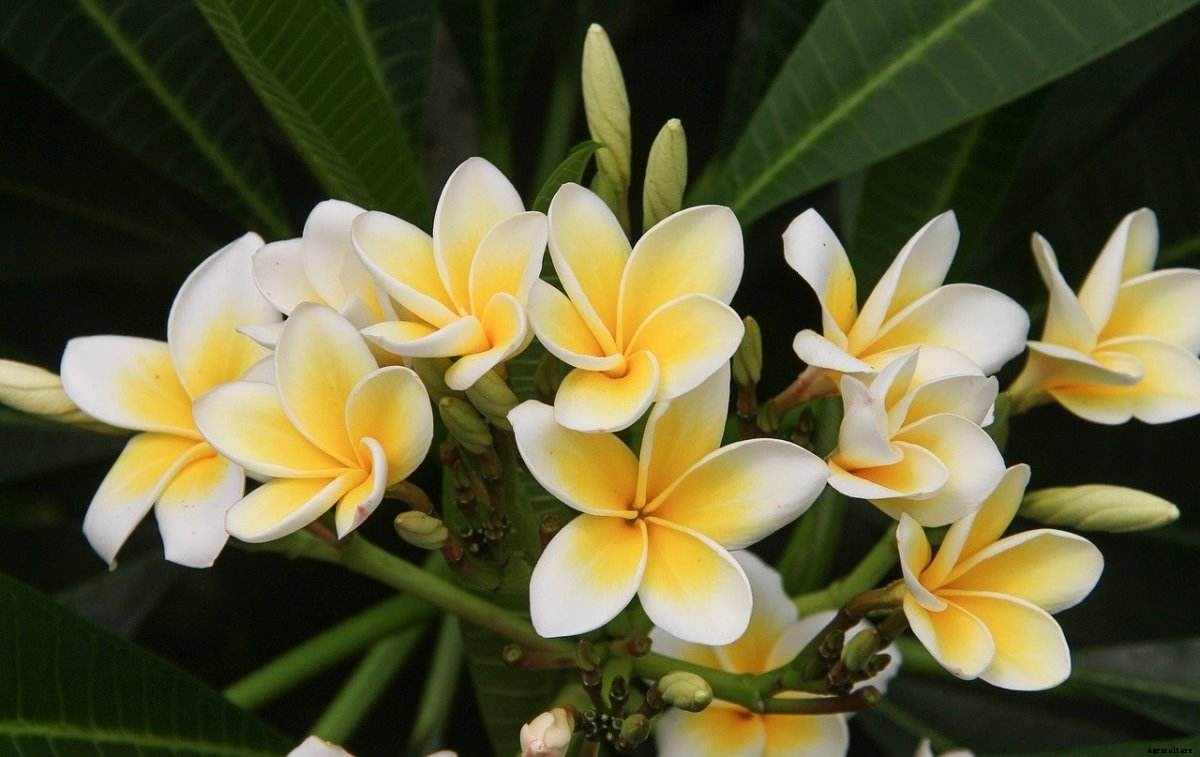 Growing Plumeria From Seed (Frangipani)
