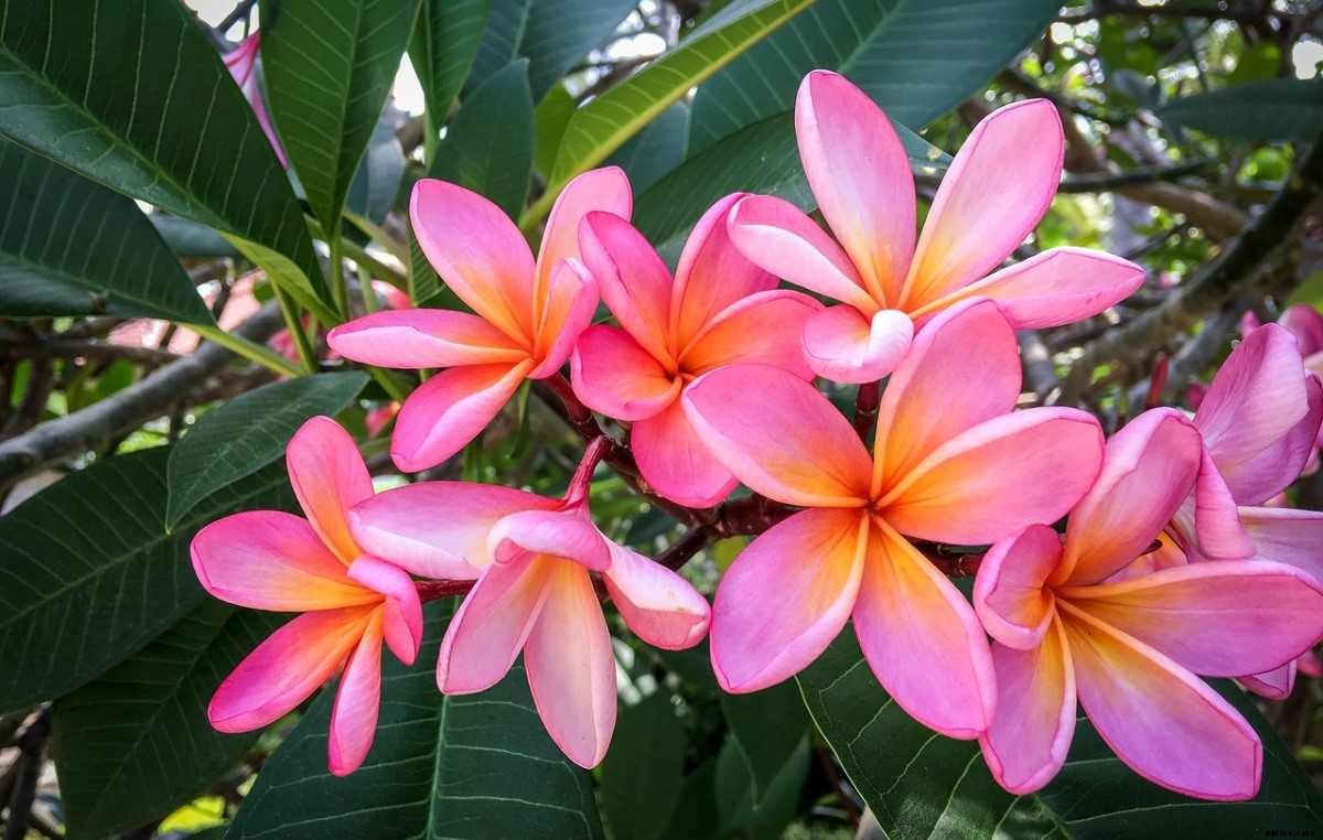 Growing Plumeria From Seed (Frangipani)