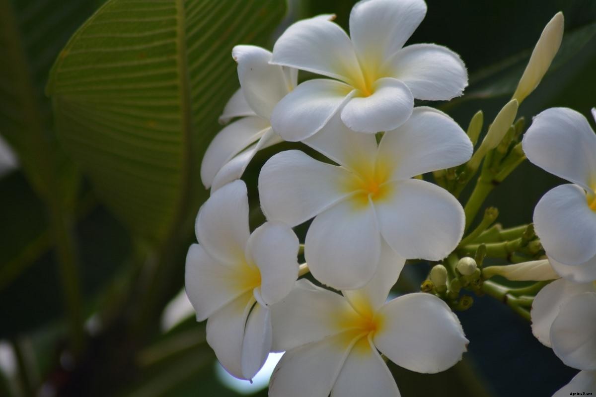 Growing Plumeria From Seed (Frangipani)